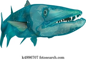barracuda barracuda