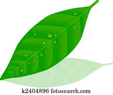 Green leaf Green leaf