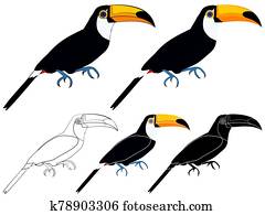 Toco toucan bird in profile view