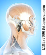 ה, שרירים פרצופיים