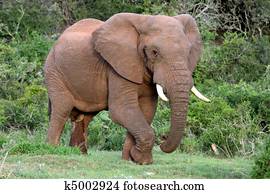 African Elephant Bull African Elephant Bull