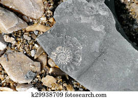 Amonite fossil found on beach, shingle. Dorset, England.
