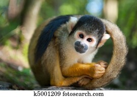 cute squirrel monkey cute squirrel monkey