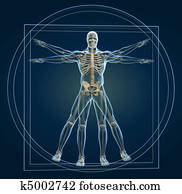 esqueleto, em, vitruvian