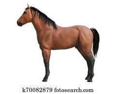 the horse anatomy the horse anatomy