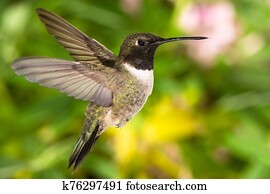 Black-Chinned Hummingbird Searching for Nectar in the Green Garden Black-Chinned Hummingbird Searching for Nectar in the Green Garden