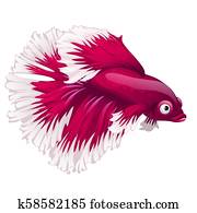 Siamese Fighting Fish Clipart | u12275023 | Fotosearch