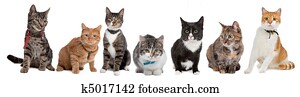 Group of cats Group of cats