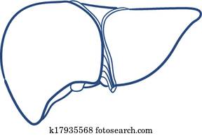 Liver human organ isolated on white.