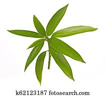 Sapling of mango Sapling of mango