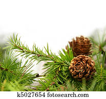 Pine cones on branches on white