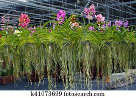 Tropical orchid plants in greenhouse, sale of indoor flowers with purple orchid Tropical orchid plants in greenhouse, sale of indoor flowers with purple orchid