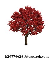 Autumn tree with red foliage Autumn tree with red foliage
