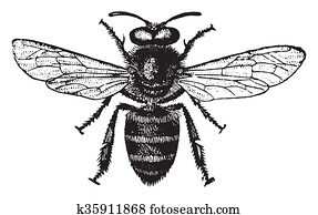 Honey bee, vintage engraving. Honey bee, vintage engraving.