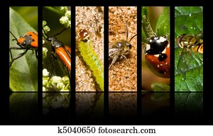 Insects Insects