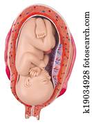 7 months old baby in the womb