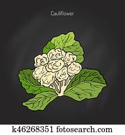 Cauliflower with leaves Cauliflower with leaves