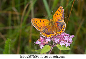Large Copper Butterfly Or Lycaena Dispar Close Stock Image Images, Photos, Reviews