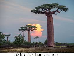 Madagascar. Baobab trees