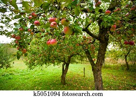 maçã, árvores, com, maçãs vermelhas