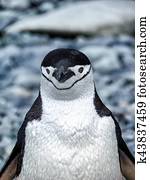 A Chinstrap penguin