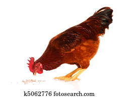 Chicken Chicken