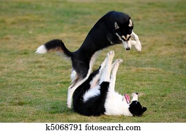 Dogs playing Dogs playing