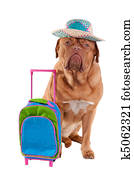 hund, med, hatt, og, reis sekk