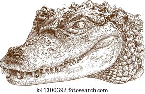 חקיקה, דוגמה, של, תנין, הובל