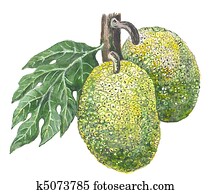Breadfruit Breadfruit