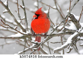 Cardinal In Snow Cardinal In Snow