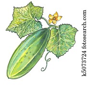 Cucumber
