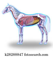 Horse Anatomy - Internal Anatomy of Horse isolated on white