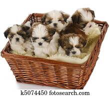 maca filhotes cachorro