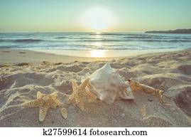 Starfish and shells on the beach Starfish and shells on the beach