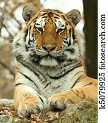 tiger tiger
