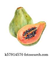Watercolor papaya vector set Watercolor papaya vector set