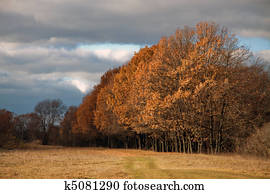 Autumn sunshine, falling on trees