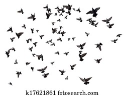 Many birds flying in the sky