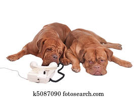 Two deogs on the phone
