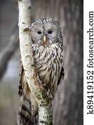 ural, ינשוף, שב, ב, a, עץ, ו, להסתכל ב, ה, ה, מצלמה