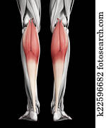 gastrocnemius gastrocnemius