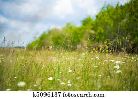 Grassland Grassland