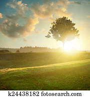 landscape with tree on sunset