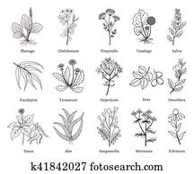 Medicinal herbs and plants doodle vector collection Medicinal herbs and plants doodle vector collection