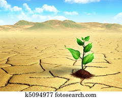 Seedling in the desert Seedling in the desert