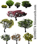 trees trees