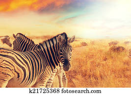 Zebra