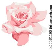 pale pink rose pale pink rose
