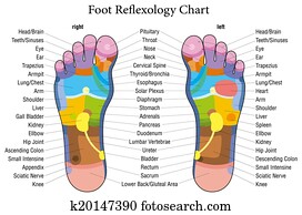 pé, reflexology, mapa, descrição